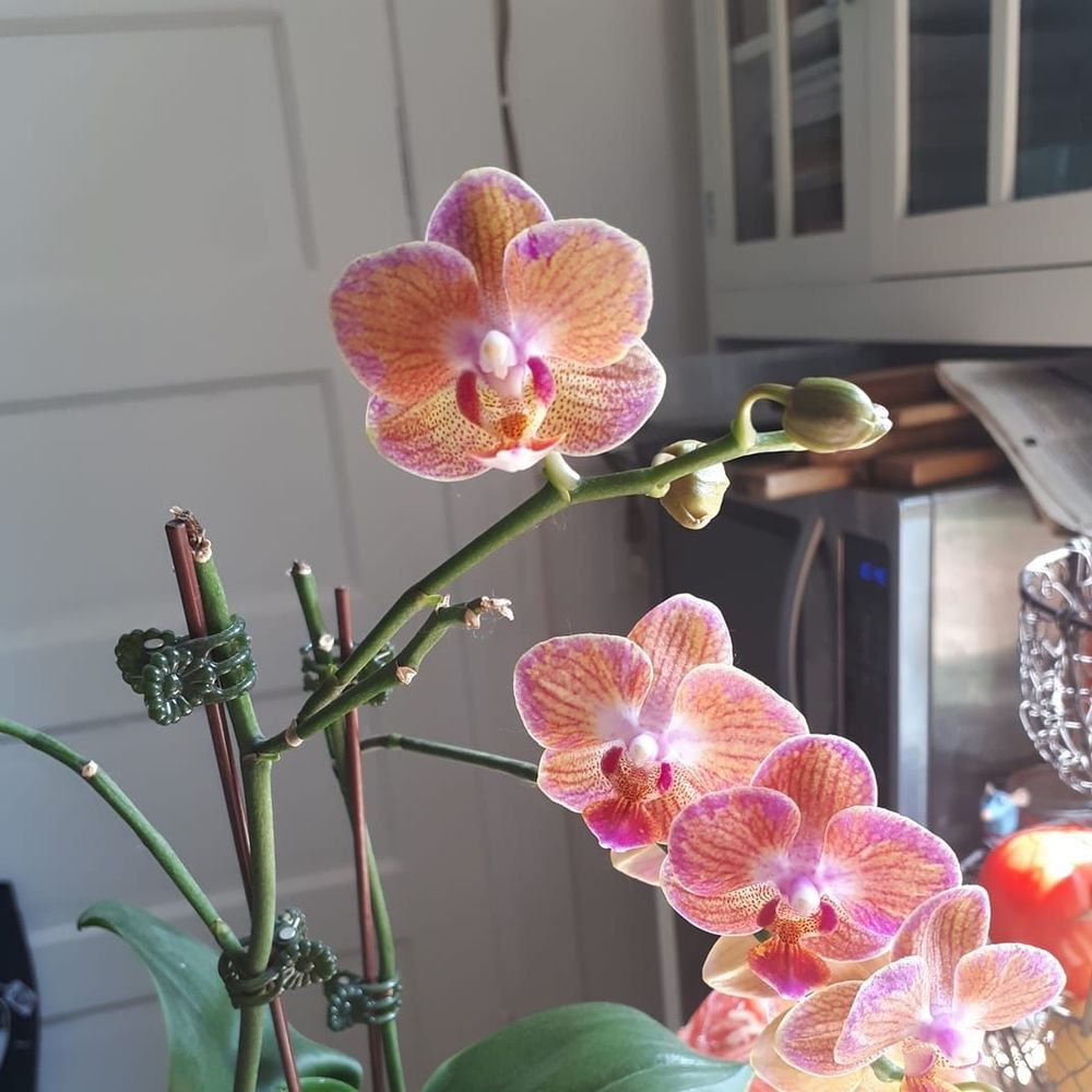 Meet your Posher, Brigitte